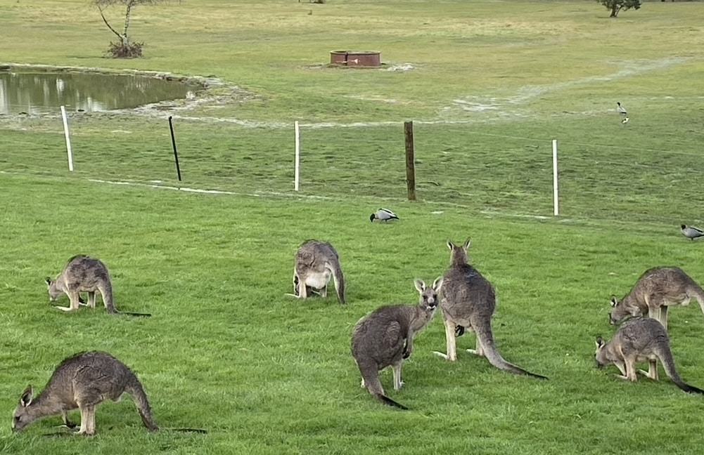 A mob of kangaroos grazing beside a pond, with one kangaroo looking towards the camera.